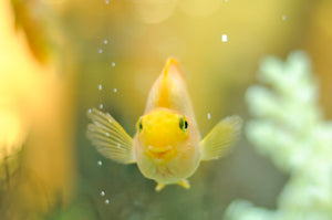 Fintastic Care: A Beginner's Guide to Keeping Happy and Healthy Fish