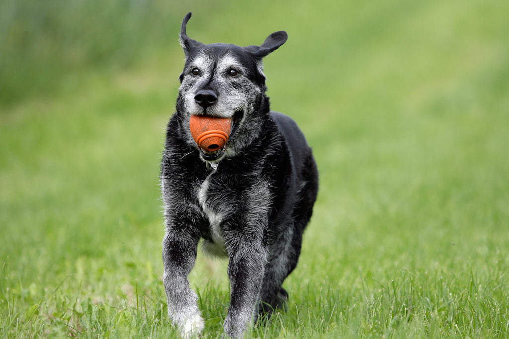 Golden Years: A Guide to Caring for Your Elderly Dog