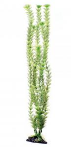 Underwater Treasures Green Cabomba