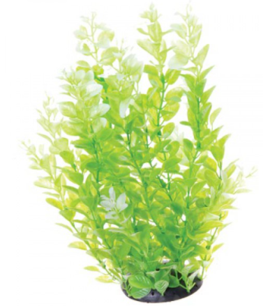 Underwater Treasures White Tipped Cardamine - 12"