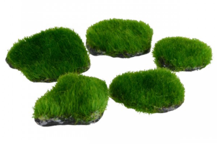 Underwater Treasures Mini Moss Rock - 5 pk