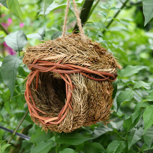 Little Bird Nest