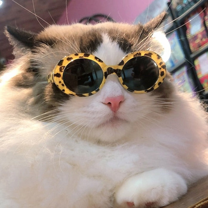 Cool Pet Glasses